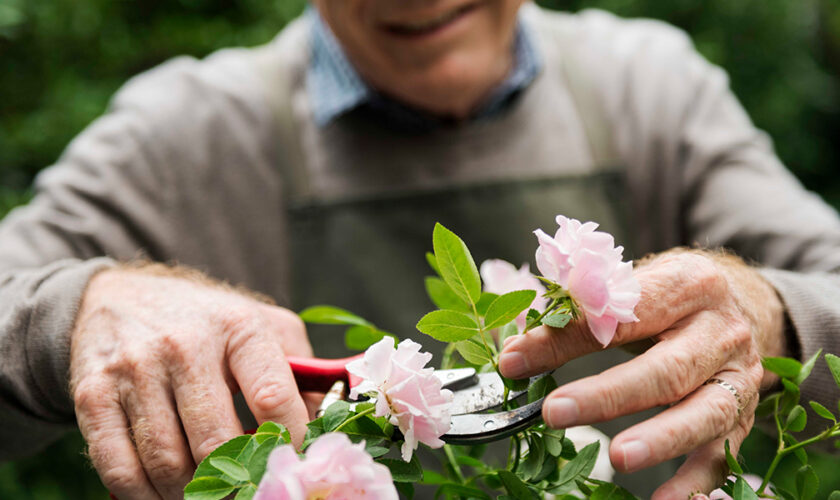 gardening ideas for seniors